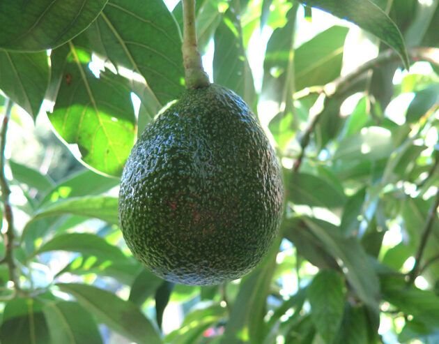 plantar kiwi en maceta guia facil para tener tu propia fruta fresca