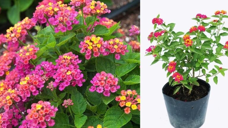 Secretos para plantar lantanas como un experto