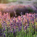 Plantar lavanda fácilmente: ¡Aprende cómo con una rama!