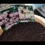 Maceta con sustrato y sobres de bulbos de Nerine listos para plantar; ¡Descubre los secretos para plantar Nerines con éxito en tu jardín!