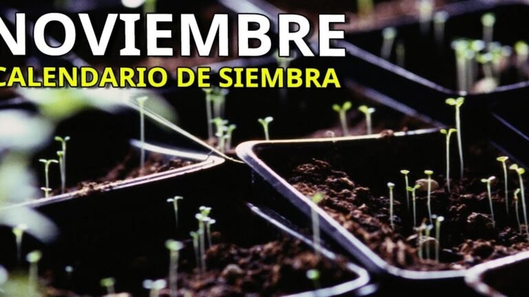 ¡Descubre qué se puede plantar en noviembre en tu huerto y mantén tus cultivos florecientes!