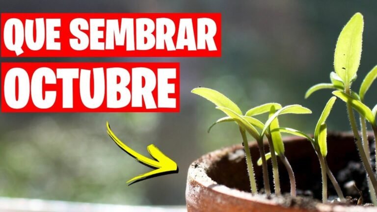Descubre qué se puede plantar en el mes de octubre para tener un jardín radiante