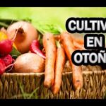 Cesta con verduras otoñales (zanahorias, rabanitos y cebollas) y un rótulo que invita: Descubre cuál es el árbol ideal para plantar en otoño.