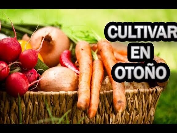 ¡Descubre qué se puede plantar en otoño para tener un jardín espectacular!