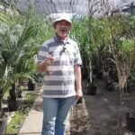 plantar palmeras