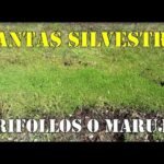 Descubre cómo plantar perifollos de forma fácil y exitosa
