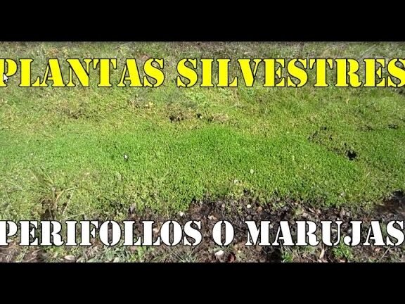 Descubre cómo plantar perifollos de forma fácil y exitosa