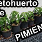 Plantar pimientos de Padrón en maceta: guía paso a paso