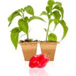 Plantar pimientos rojos en maceta: guía fácil y completa