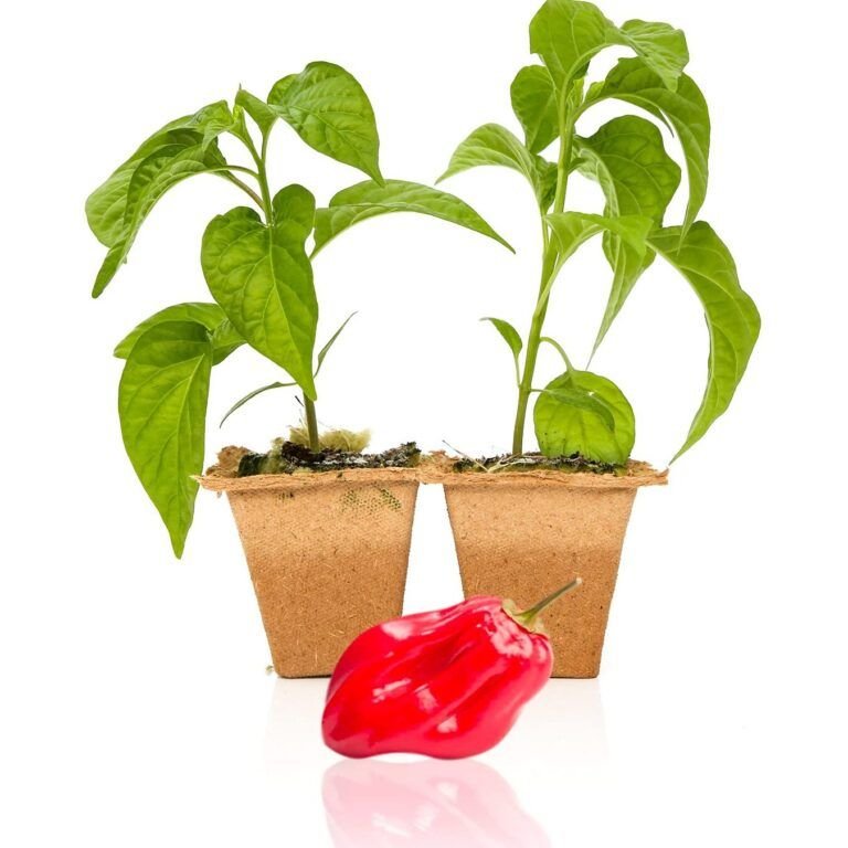 plantar pimientos rojos en maceta guia facil y completa
