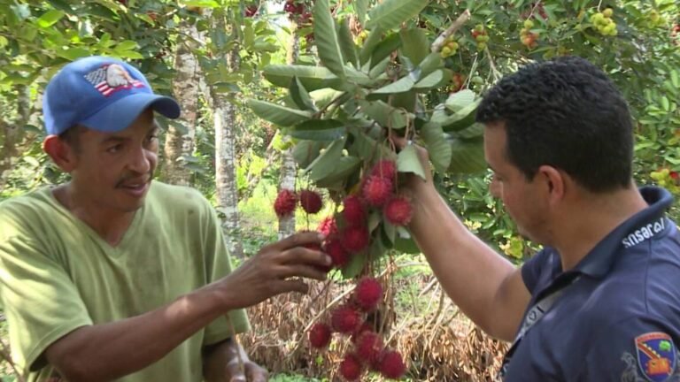 Guía completa: Cómo plantar rambutanes en tu jardín
