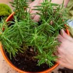 Plantar romero: consejos y pasos para cultivar esta aromática
