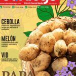 Plantar rosas en patatas: una técnica fácil y efectiva
