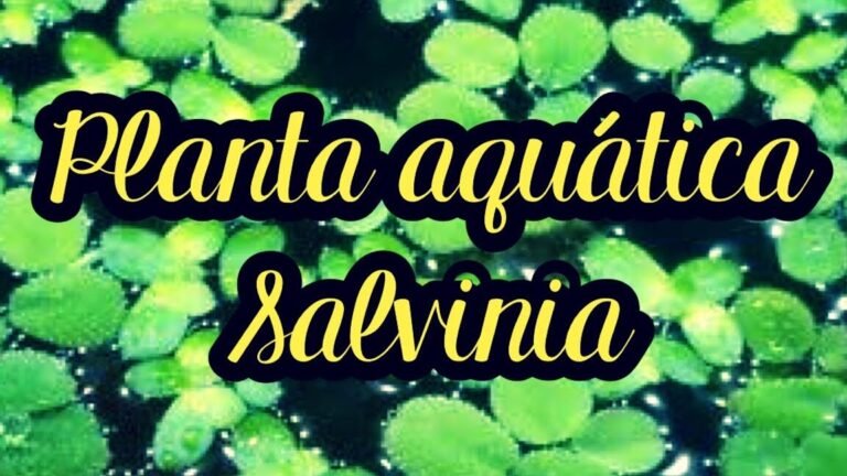 Domina el arte de plantar salvinias y convierte tu jardín en un oasis