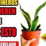 Plantar sansevierias como un experto: descubre el secreto