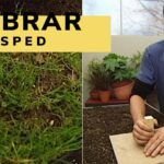 Plantar semillas de Canna indica: consejos y fechas ideales