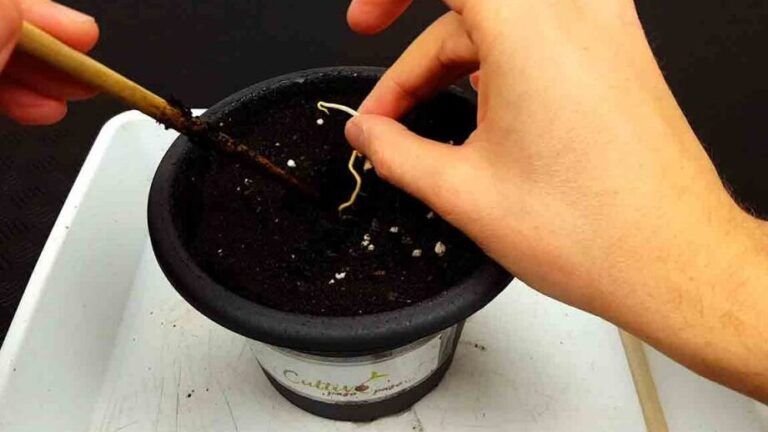 plantar semillas de naranja paso a paso para cultivar tu propio arbol