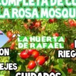 Plantar semillas de rosa mosqueta: guía práctica y sencilla