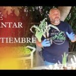 plantar septiembre