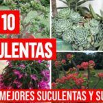 Plantar suculentas con hojas: ¡Crea tu propio jardín fácilmente!