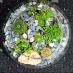 Plantar suculentas en vidrio: ¡Crea un jardín en miniatura!