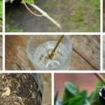 Plantar suculentas sin raíz: ¡Hazlo con éxito!