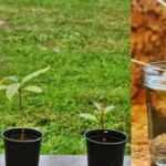 Plantar tamarindos: guía completa para cultivar tu propia cosecha