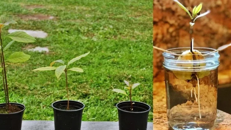 plantar tamarindos guia completa para cultivar tu propia cosecha