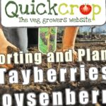 ¡Descubre cómo plantar tayberries y disfruta de su delicioso sabor! Manos plantando una plántula en suelo de huerto con etiqueta ilustrativa de frutas.