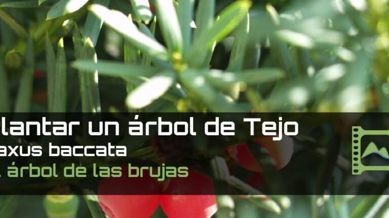 Guía definitiva para plantar tejos en tu jardín ¡Aprende ya!