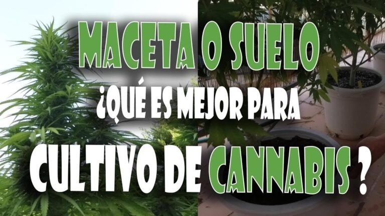 Descubre qué se puede plantar en tierra: guía completa para cultivar en tu jardín