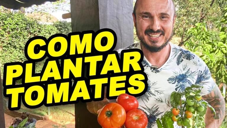¡Descubre los secretos para plantar tomates con éxito!