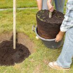 Plantar tomates nunca fue tan fácil con malla antihierbas