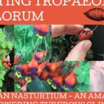 Ramillete de Tropaeolums con flores rojo-anaranjadas y manos sosteniendo tubérculos; ¡Descubre el secreto para plantar Tropaeolums con éxito!