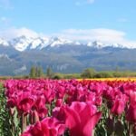 Plantar tulipanes en Chile: ¡Conoce el mejor momento!