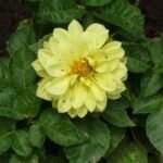 Plantar tulipanes en macetas: una opción colorida y práctica