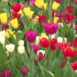 Plantar tulipanes holandeses en España: la guía completa