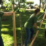 Plantar un árbol nunca fue tan fácil: Guía con tubos de PVC