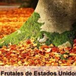 Plantar un hueso de mamey: ¡Haz crecer tu propio árbol frutal!