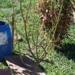 Plantar un limonero 4 estaciones: consejos y fechas ideales