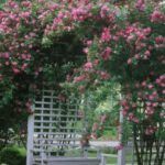 Plantar un rosal: guía fácil desde una rama