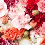 Plantar una rosa: guía fácil para cultivar desde una rama
