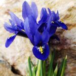 Plantar violetas alpinas: Guía paso a paso