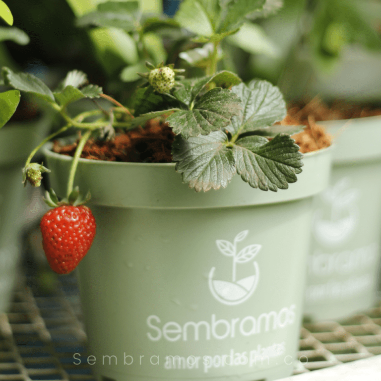 plantar zarzamoras guia paso a paso para cultivar tus propias frutas
