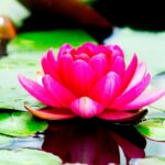 Cómo plantar Limnobiums en tu acuario ¡Paso a paso! Flor acuática rosa sobre hojas flotantes en agua tranquila.