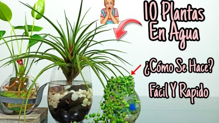 ¡Descubre el secreto para plantar Lemnas y tener un jardín exuberante!