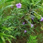 Plantas aromáticas: la solución natural para repeler insectos en tu hogar