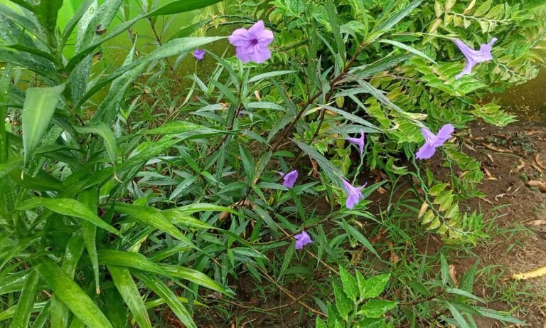 plantas aromaticas la solucion natural para repeler insectos en tu hogar