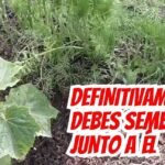 Descubre las plantas compañeras del espárrago que potenciarán tu cosecha como nunca antes