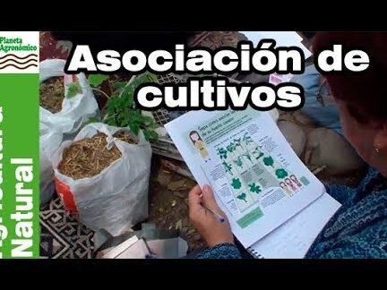 Descubre las plantas compañeras de la batata que transformarán tu huerto en un paraíso verde